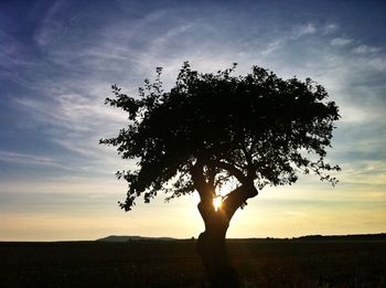 Silhouette of trees on field at sunset