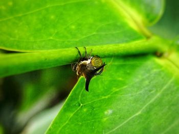 Close-up of insect on leaf