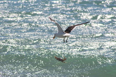 Seagull hunting crab while flying over sea