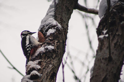 Low angle view of bird perching on tree
