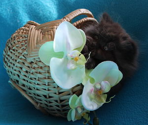 British longhair kitten in basket with orchids