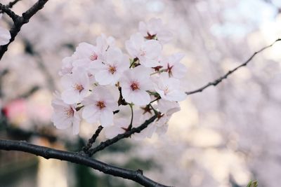 Close-up of cherry blossoms blooming on twig