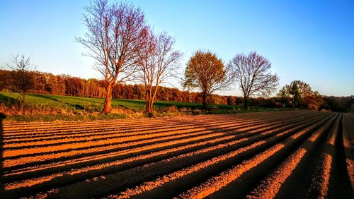 Scenic view of field against clear sky during autumn
