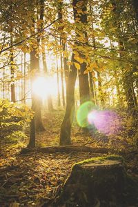 Sun shining through trees in forest