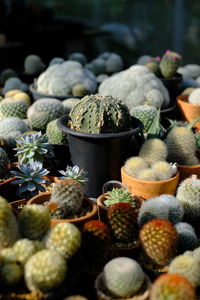 Close-up of succulent plant