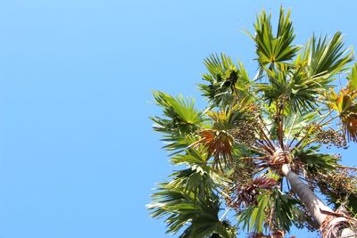 Low angle view of palm trees against blue sky