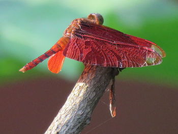 Close-up of insect on plant