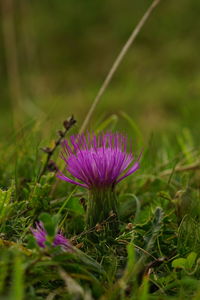 Close-up of pink flower on field