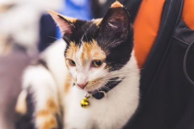 Close-up of cat looking away