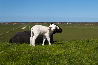 White baby lamb with black mother sheep