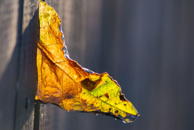 Close-up of yellow autumn leaf