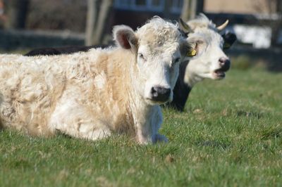 Sheep grazing on grassy field