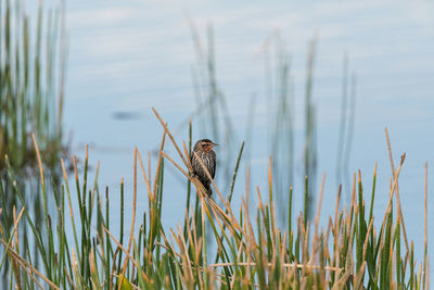 View of bird perching on grass against lake