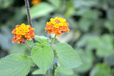 Close-up of orange flowering plant