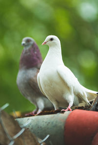 Close-up of pigeons perching