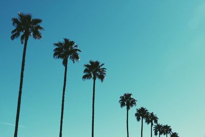 Low angle view of palm trees against clear blue sky