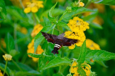 Close-up of butterfly pollinating on yellow flower