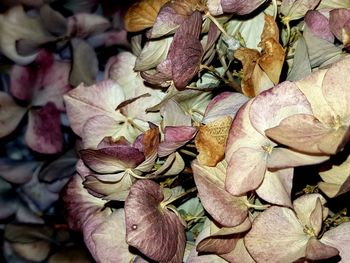 Full frame shot of wilted plant