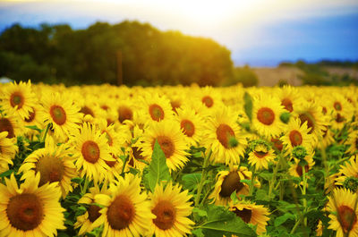 Close-up of sunflower field