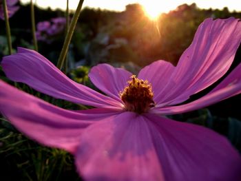 Close-up of pink cosmos flower blooming during sunset