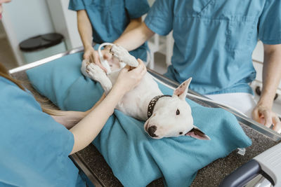 Bull terrier lying on examination table while vets performing ultrasound in clinic at hospital