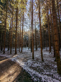 Sunlight shining through trees in winter with snow on the ground