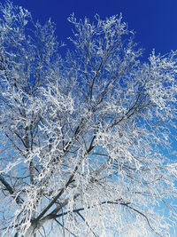 Low angle view of snow covered tree against blue sky