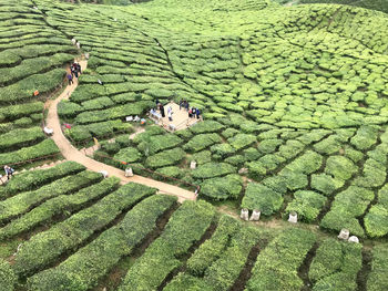 High angle view of agricultural field