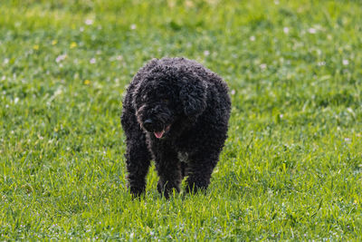 Dog running on grassy field