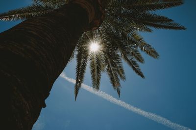 Low angle view of palm tree against clear sky