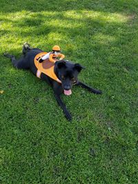 High angle view of dog on field