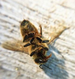 Close-up of dead bee on table