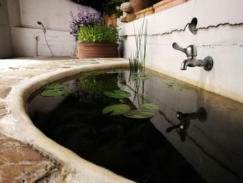 Close-up of plant by water