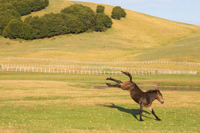 View of a horse on field