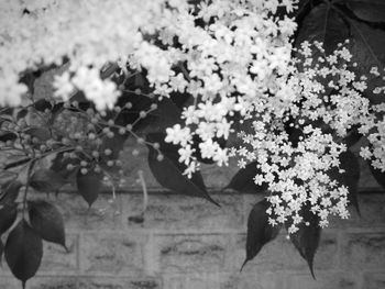 Close-up of flowers growing on tree