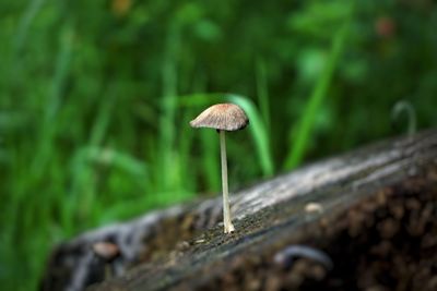 mushroom