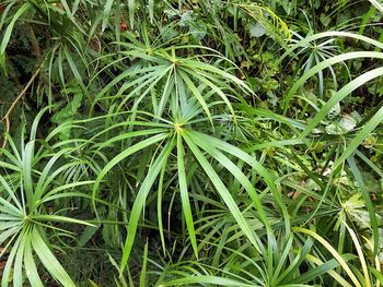 High angle view of plants growing on field