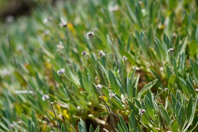 Close-up of grass growing on field