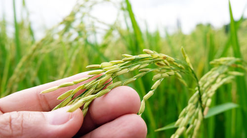 Close-up of hand holding wheat growing on field