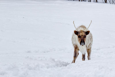 Horse on snow covered field