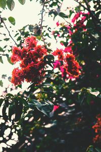 Low angle view of red flowers on tree