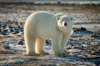 Polar bear stands on rocky tundra turning head