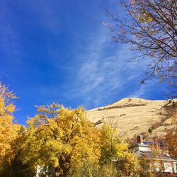 Low angle view of trees against blue sky