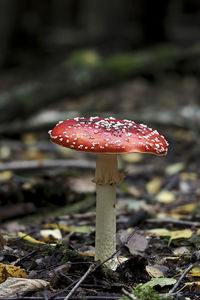 Close-up of fly agaric mushroom on field