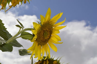 Close-up of sunflower against sky