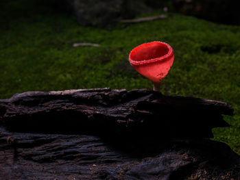 Close-up of red flower growing on field