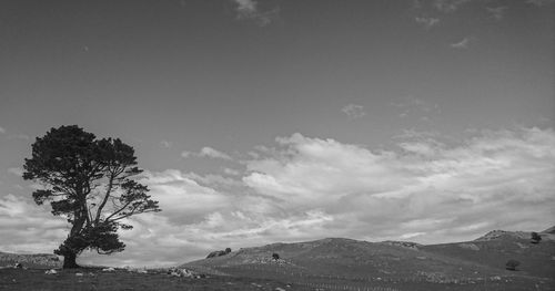 Trees on landscape against sky