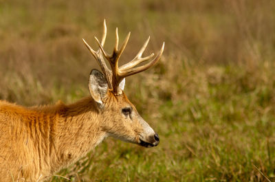 View of deer on field