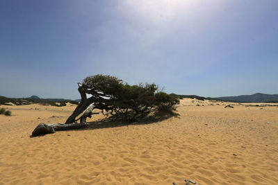 Scenic view of desert against sky