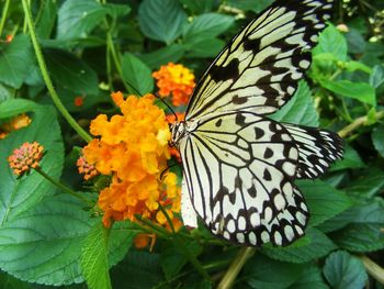 Close-up of butterfly on leaf